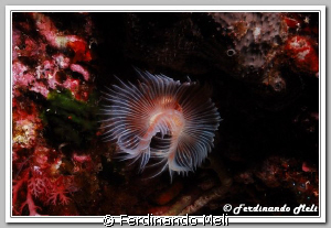 Protula tubularia (underwater worm). by Ferdinando Meli 